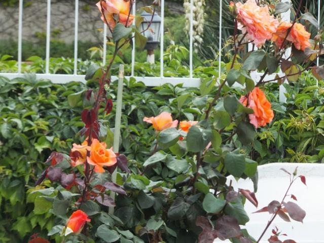 Name:  DSCF3190.jpg
Views: 533
Size:  64.9 KB