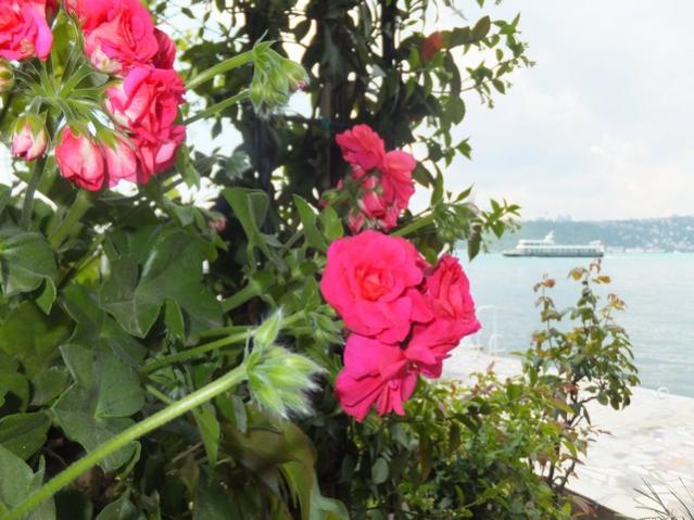Name:  DSCF3202.jpg
Views: 566
Size:  54.7 KB