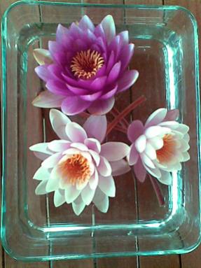Name:  nilufer1.jpg
Views: 2427
Size:  22.8 KB