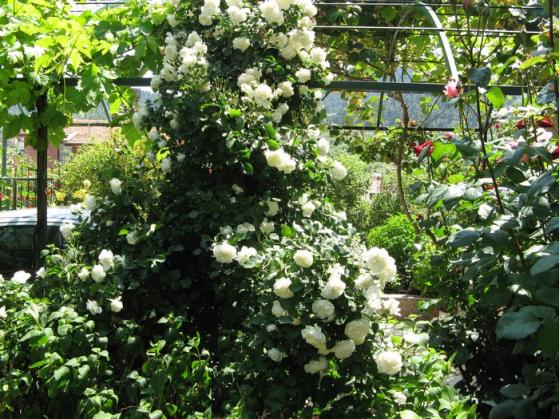 Name:  g.beyaz.jpg
Views: 1191
Size:  74.3 KB