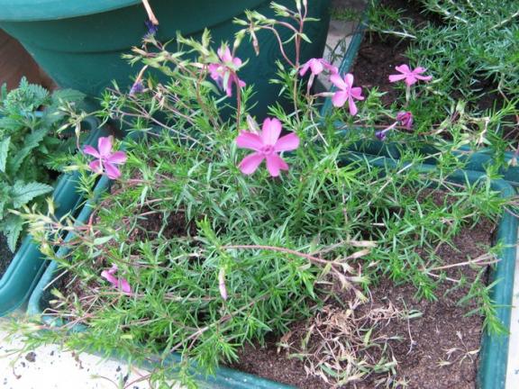 Name:  phlox.jpg
Views: 1087
Size:  72.4 KB