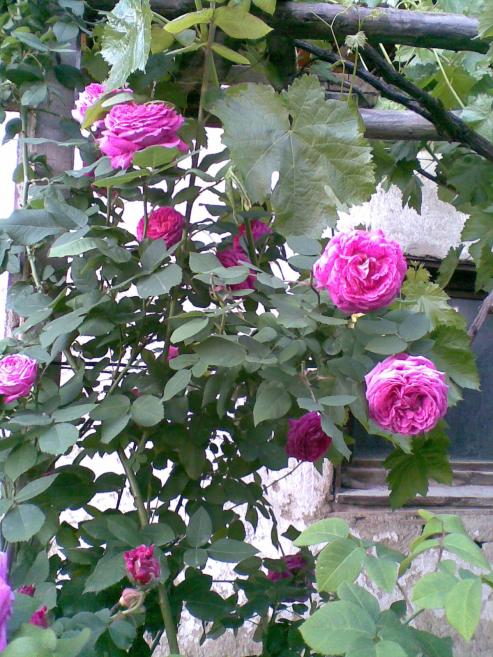 Name: 02062012(004).jpg
Views: 2564
Size: 78.6 KB
