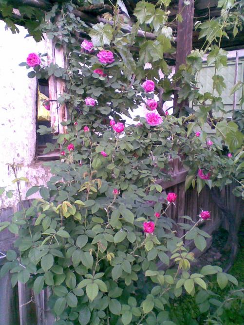 Name: 02062012.jpg
Views: 1653
Size: 77.3 KB