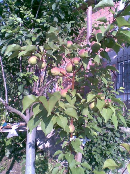 Name: 02062012(008).jpg
Views: 1507
Size: 81.5 KB
