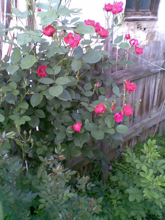 Name:  02062012(003).jpg
Views: 2844
Size:  74.7 KB