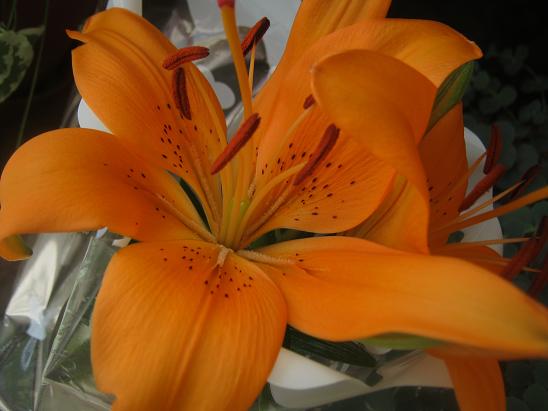 Name:  lilium.JPG
Views: 1293
Size:  40.5 KB