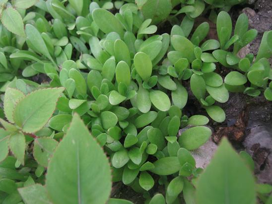 Name:  aynsafa.JPG
Views: 1517
Size:  51.9 KB