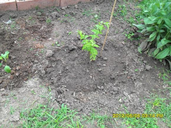 Name:  070.jpg
Views: 597
Size:  72.3 KB