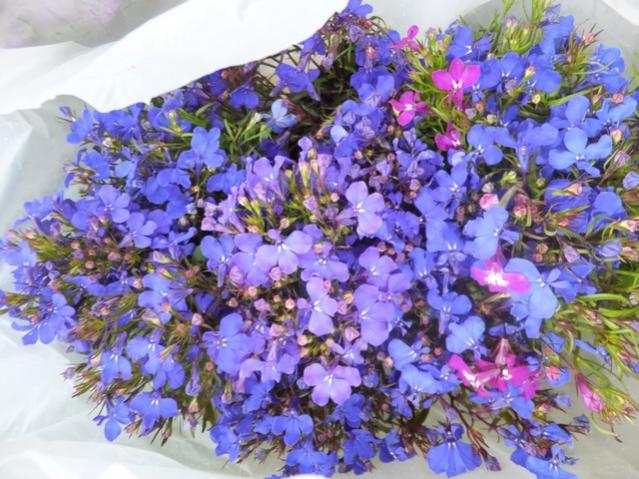 Name:  DSCF2788.jpg
Views: 511
Size:  65.8 KB