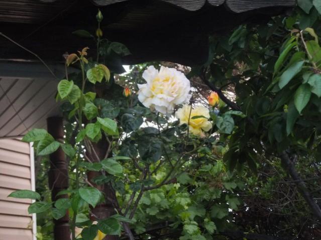 Name:  DSCF2824.jpg
Views: 631
Size:  46.7 KB