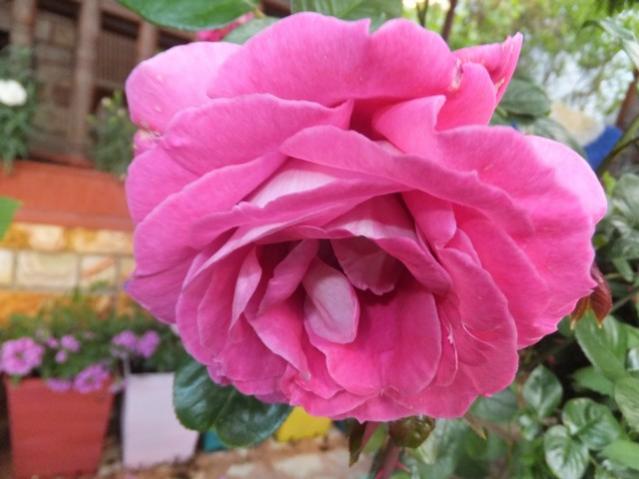 Name:  DSCF2826.jpg
Views: 784
Size:  38.2 KB