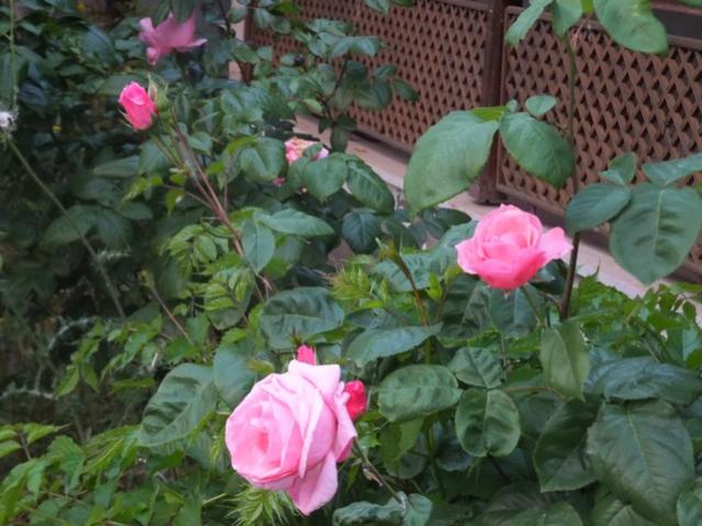 Name:  DSCF2831.jpg
Views: 744
Size:  51.5 KB