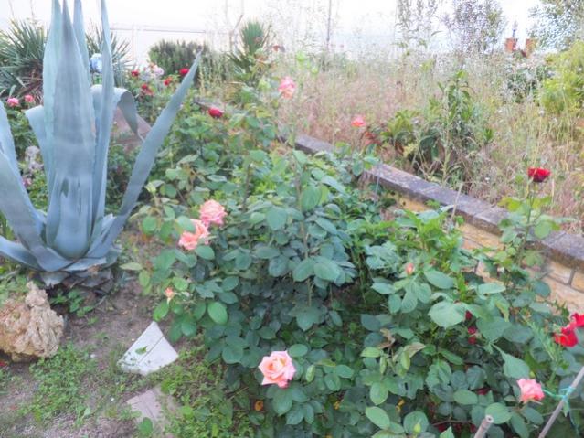 Name:  DSCF2833.jpg
Views: 511
Size:  65.0 KB