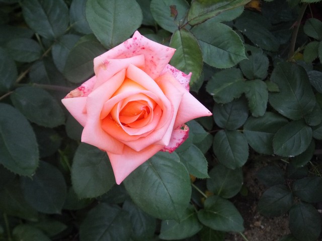 Name:  DSCF2834.jpg
Views: 543
Size:  68.4 KB