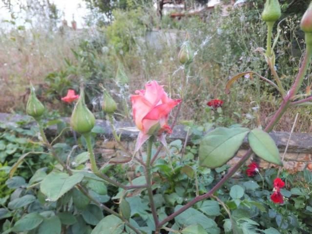 Name:  DSCF2835.jpg
Views: 547
Size:  57.3 KB