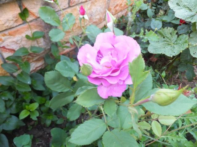 Name:  DSCF2837.jpg
Views: 521
Size:  49.7 KB
