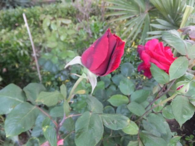 Name:  DSCF2848.jpg
Views: 504
Size:  41.1 KB