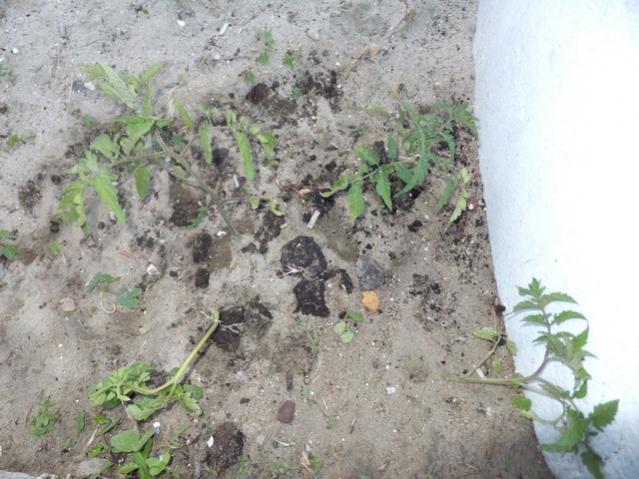 Name:  DSCF2855.jpg
Views: 516
Size:  55.2 KB