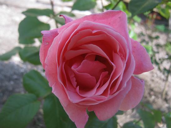 Name:  pembe gl.JPG
Views: 1282
Size:  42.0 KB