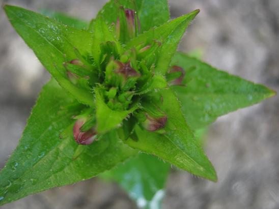 Name:  campanula glomerilata.JPG
Views: 1057
Size:  39.1 KB