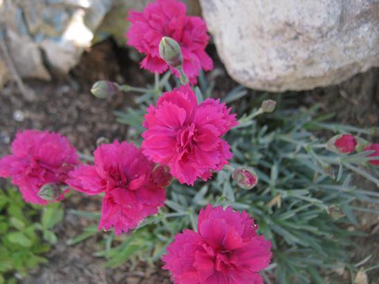 Name:  bodur k.aranfil1.JPG
Views: 1273
Size:  47.9 KB