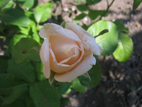 Name:  gonca.JPG
Views: 1273
Size:  39.1 KB