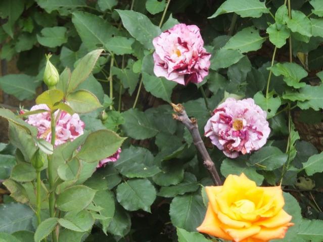 Name:  DSCF2880.jpg
Views: 631
Size:  49.7 KB