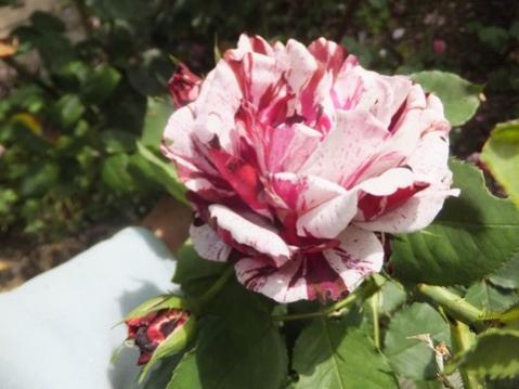 Name:  DSCF2894.jpg
Views: 490
Size:  27.3 KB