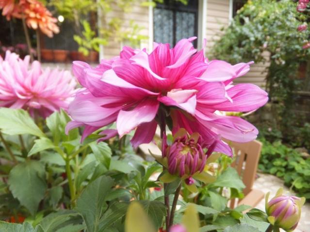 Name:  DSCF2909.jpg
Views: 483
Size:  49.5 KB