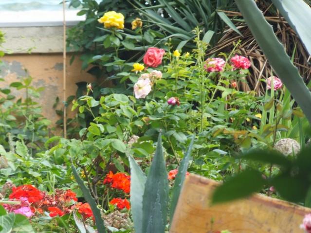Name:  DSCF2911.jpg
Views: 495
Size:  61.3 KB