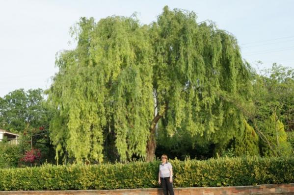 Name:  DSC01129 (600 x 399).jpg
Views: 1305
Size:  49.4 KB