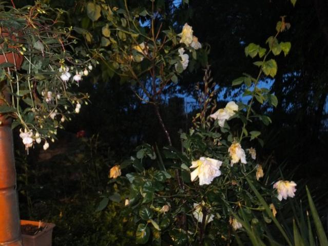 Name:  DSCF2945.jpg
Views: 460
Size:  50.1 KB