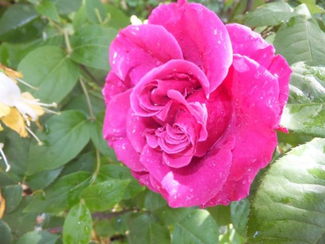 Name:  DSCF2952.jpg
Views: 499
Size:  42.8 KB