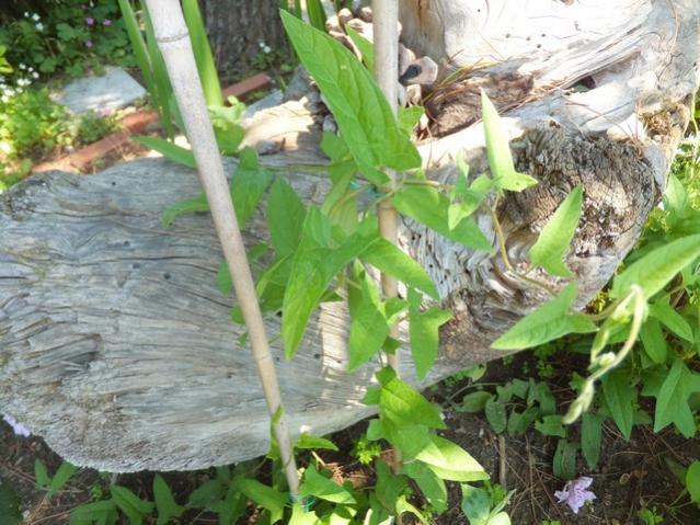 Name:  DSCF3319.jpg
Views: 369
Size:  64.1 KB