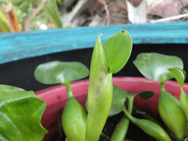 Name:  DSCF3572.jpg
Views: 358
Size:  64.8 KB