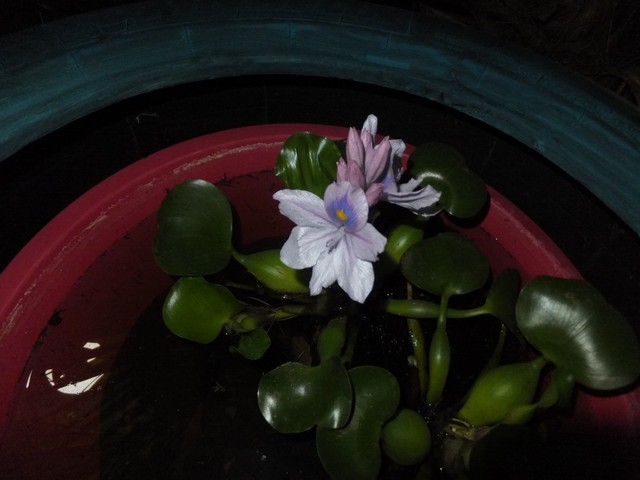 Name:  DSCF3634.jpg
Views: 364
Size:  61.4 KB