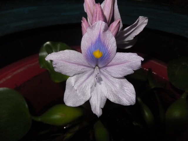 Name:  DSCF3635.jpg
Views: 348
Size:  61.3 KB