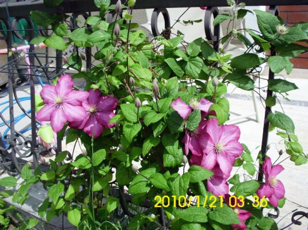 Name:  DSCI1918.jpg
Views: 623
Size:  71.7 KB