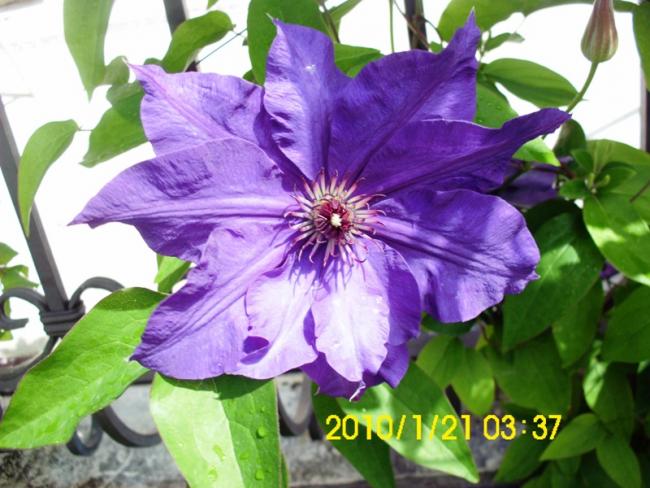 Name:  DSCI1920.jpg
Views: 723
Size:  53.4 KB