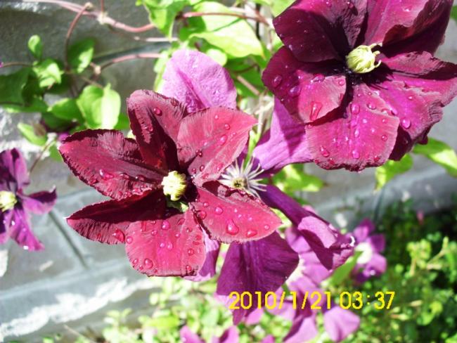 Name:  DSCI1922.jpg
Views: 708
Size:  59.8 KB