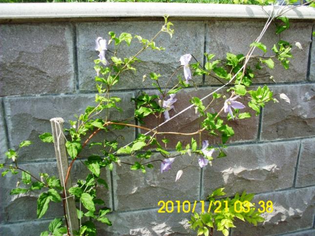 Name:  DSCI1923.jpg
Views: 752
Size:  70.2 KB
