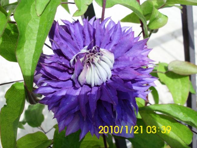 Name:  DSCI1930.jpg
Views: 716
Size:  53.3 KB