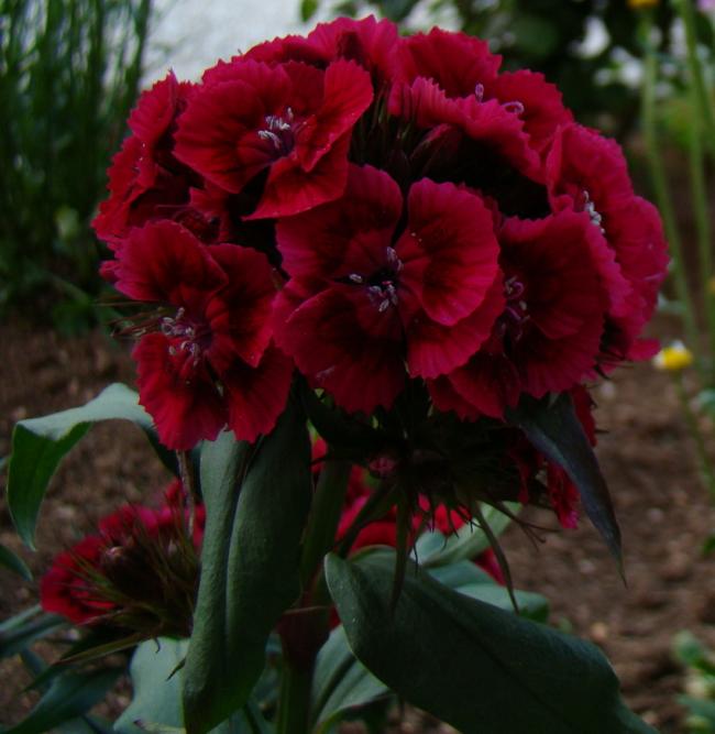 Name:  C4.jpg
Views: 2256
Size:  45.3 KB