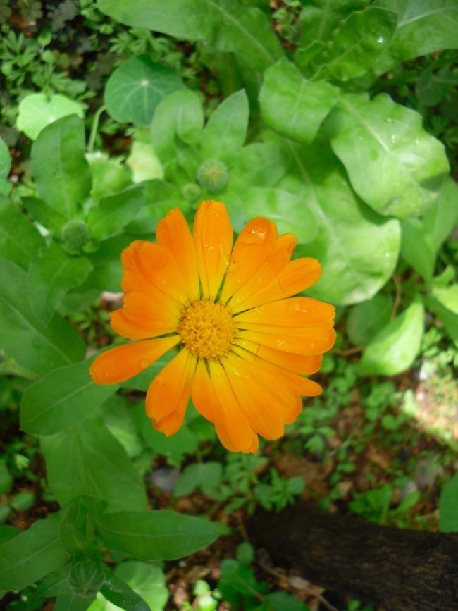 Name:  SDC13623 copy copy.jpg
Views: 483
Size:  62.4 KB