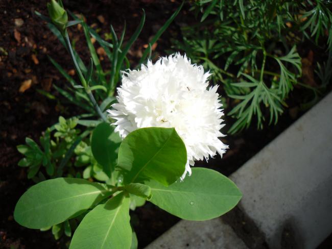 Name:  SDC13692 copy copy.jpg
Views: 402
Size:  41.5 KB