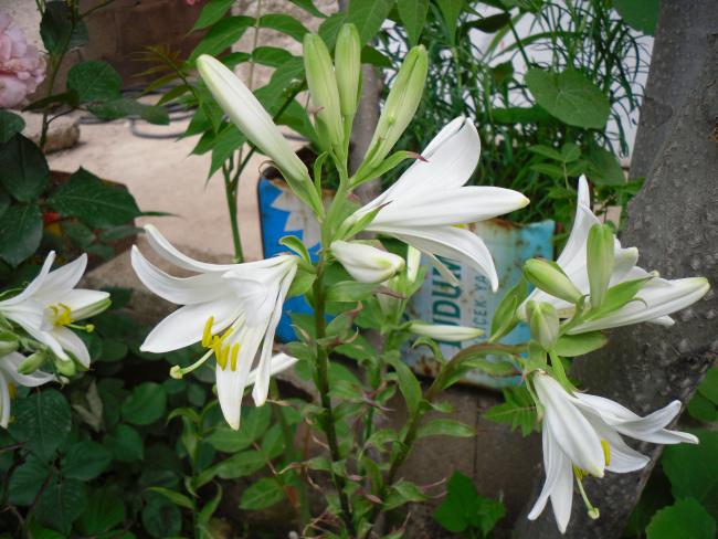 Name:  SDC13850 copy copy.jpg
Views: 905
Size:  57.2 KB