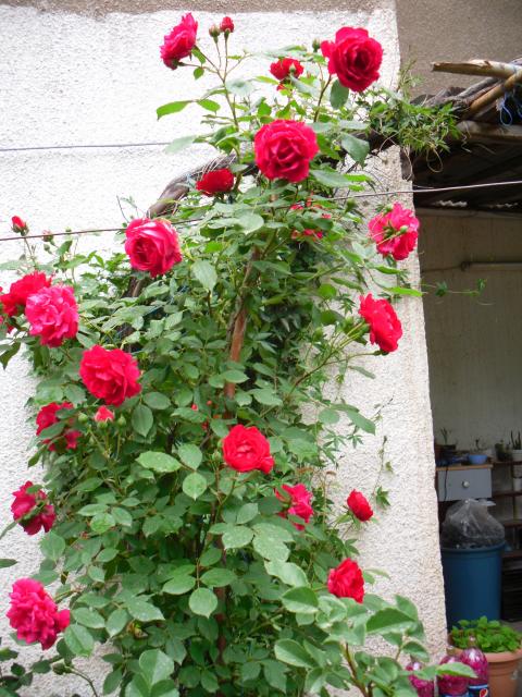 Name:  SDC13675 copy copy.jpg
Views: 386
Size:  75.2 KB