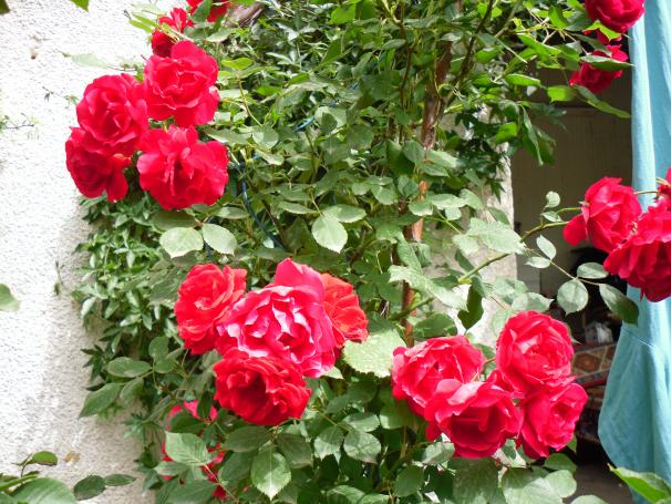 Name:  SDC13781 copy copy.jpg
Views: 397
Size:  71.6 KB