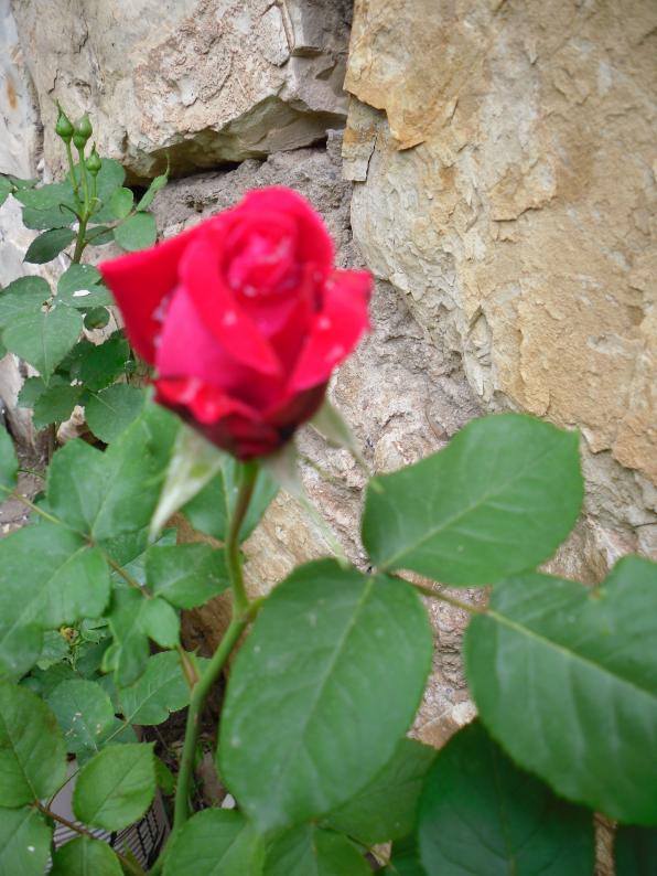 Name:  SDC13630 copy copy.jpg
Views: 395
Size:  71.9 KB