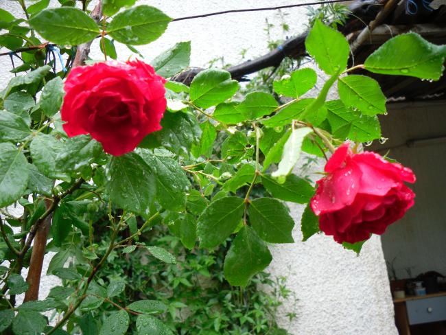 Name:  SDC13636 copy copy.jpg
Views: 403
Size:  68.4 KB